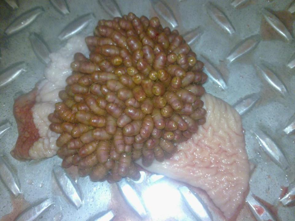 AMAZING! Folliculitis in folds of the vulva